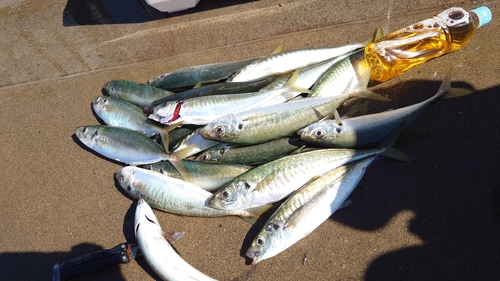 アオアジの釣果