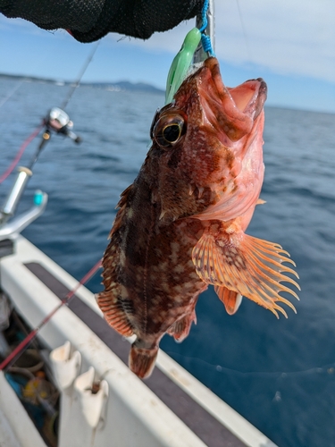 ウッカリカサゴの釣果