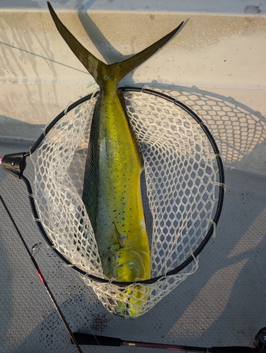 シイラの釣果