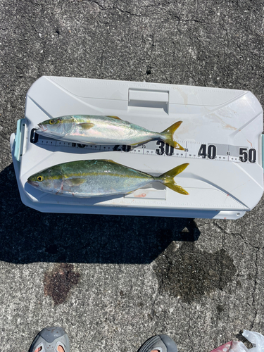 ツバスの釣果