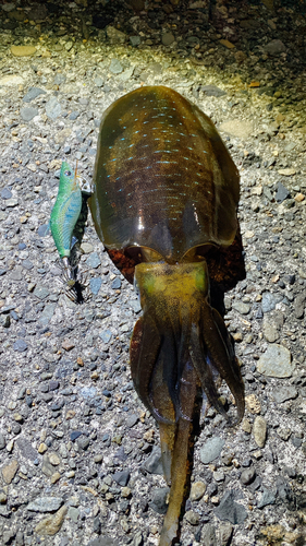 アオリイカの釣果