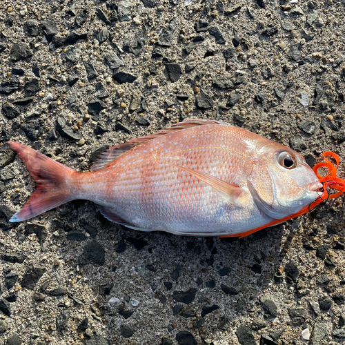 マダイの釣果