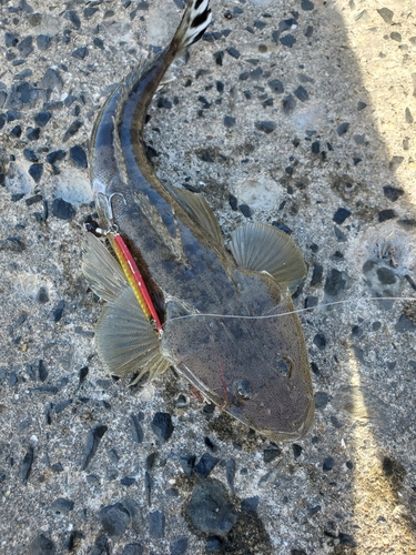 マゴチの釣果