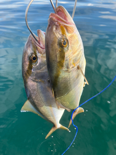 ショゴの釣果