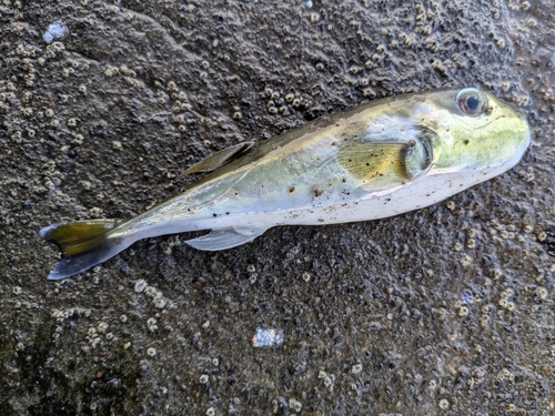 シロサバフグの釣果