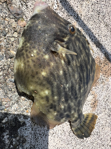 カワハギの釣果