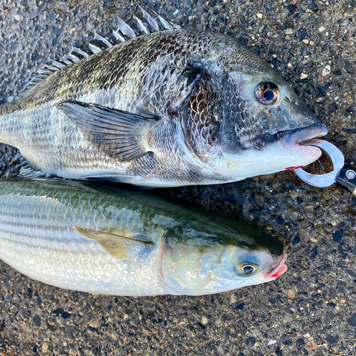 チヌの釣果