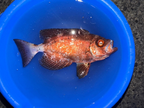 アカメバルの釣果