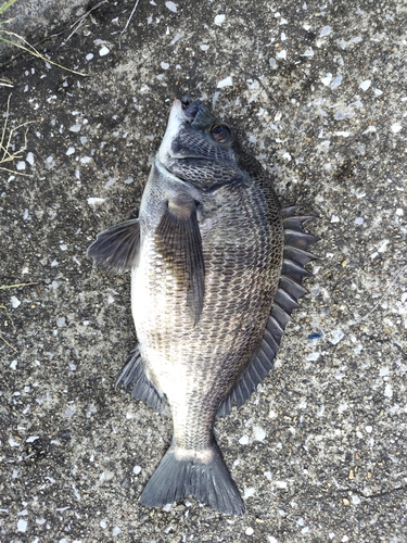 チヌの釣果