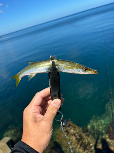 カマスの釣果