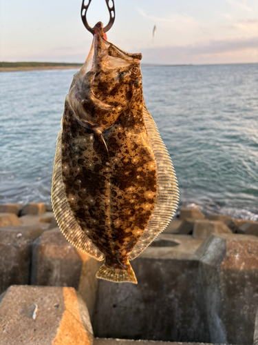 ソゲの釣果