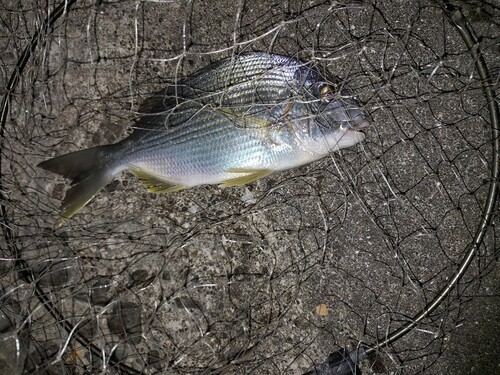 ヘダイの釣果