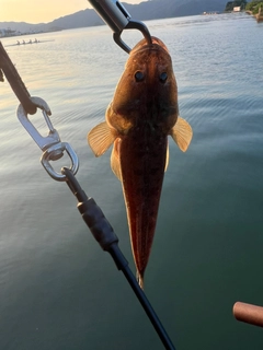 マゴチの釣果