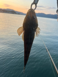 マゴチの釣果