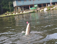 ニジマスの釣果