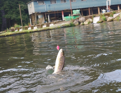 ニジマスの釣果