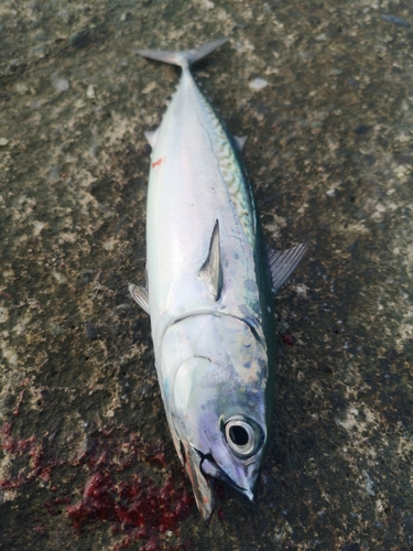 ソウダガツオの釣果