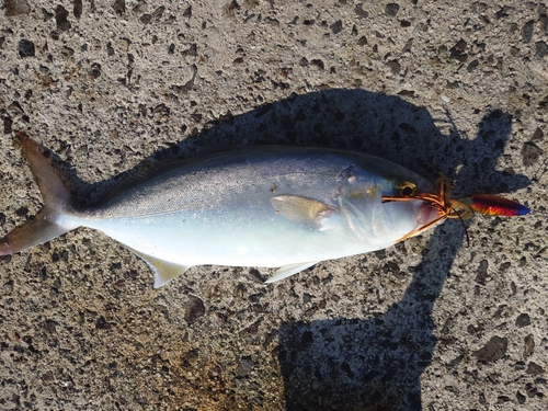 カンパチの釣果