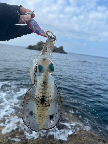 アオリイカの釣果