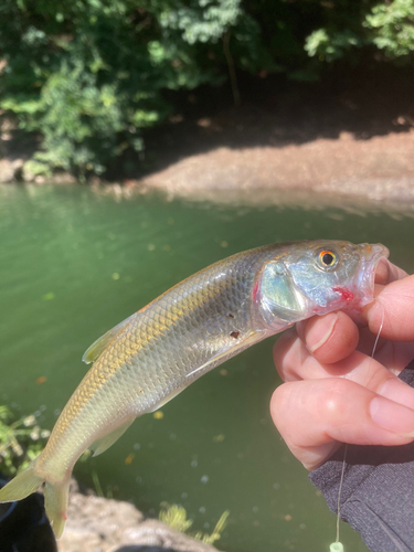 ハスの釣果