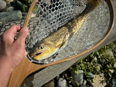 アメマスの釣果