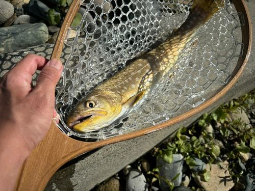 アメマスの釣果