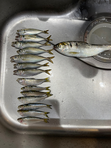 アジの釣果