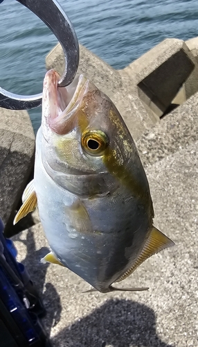 ネリゴの釣果