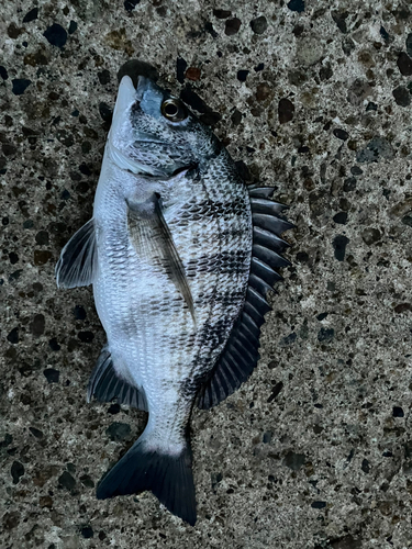 クロダイの釣果