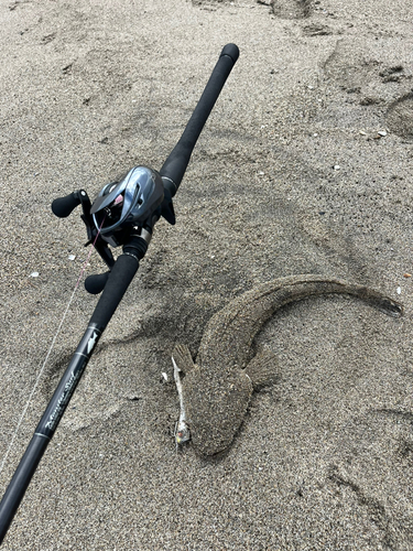 マゴチの釣果