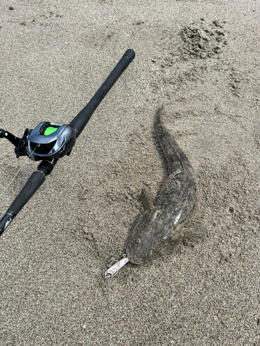 マゴチの釣果