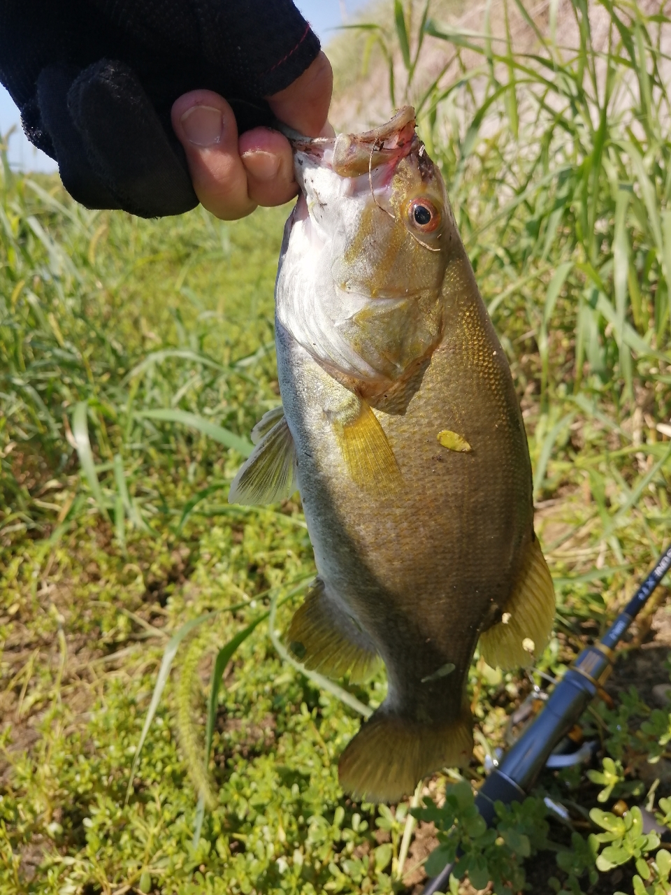 スモールマウスバス