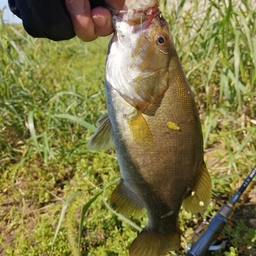 スモールマウスバス