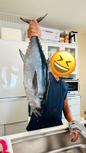 コシナガマグロの釣果