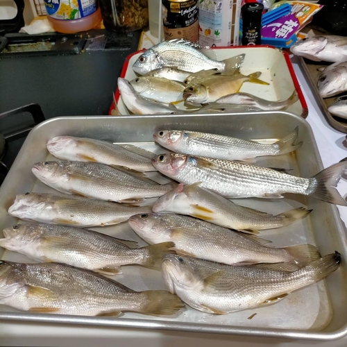 イシモチの釣果