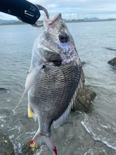 キビレの釣果