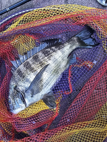 クロダイの釣果