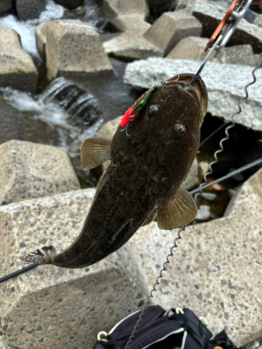 マゴチの釣果