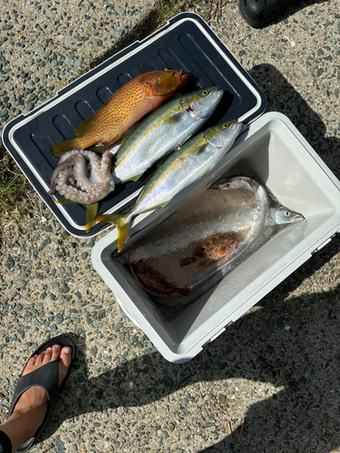 タチウオの釣果