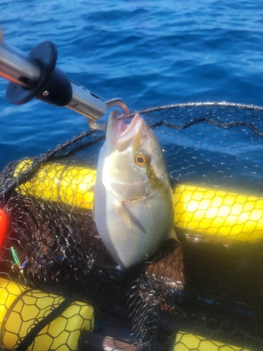 シオの釣果