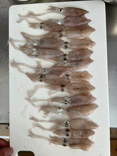 ベイカの釣果