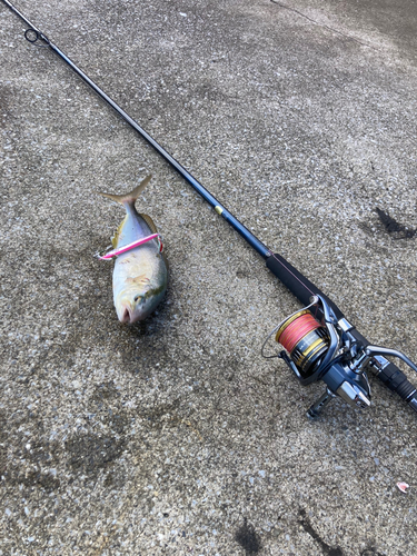 ショゴの釣果