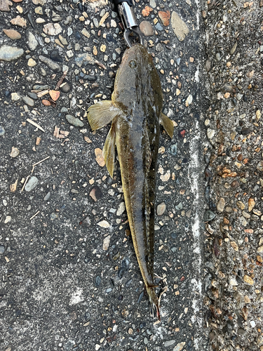 マゴチの釣果