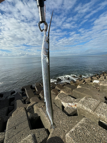 ダツの釣果