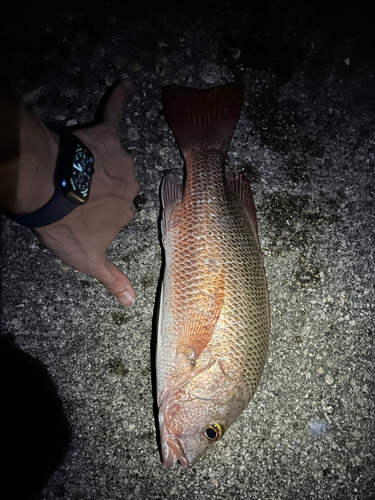 ゴマフエダイの釣果