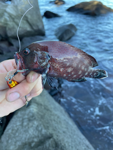 ハタの釣果