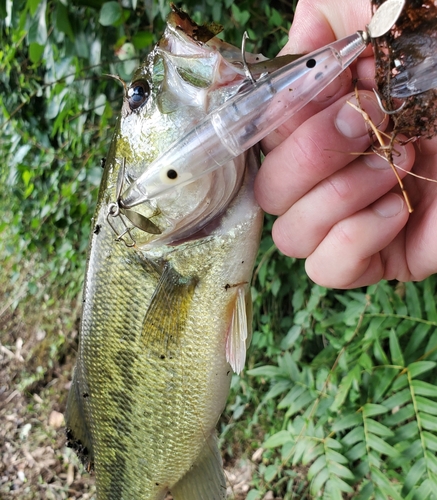 ブラックバスの釣果