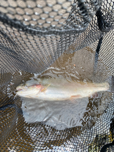 ニジマスの釣果