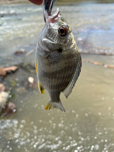 釣果