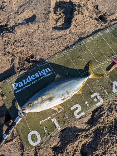 ワカシの釣果